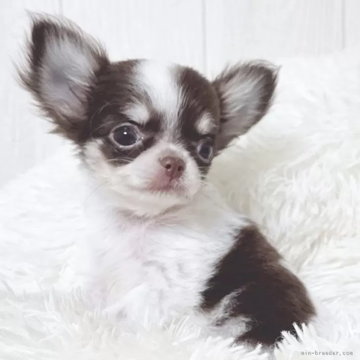 S.Y 様のお迎えした子犬