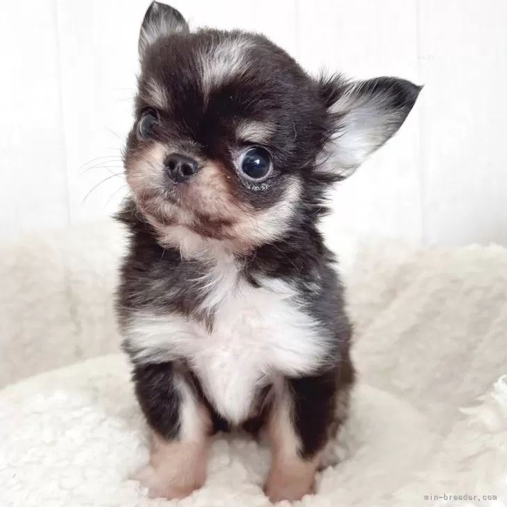 A.M 様のお迎えした子犬