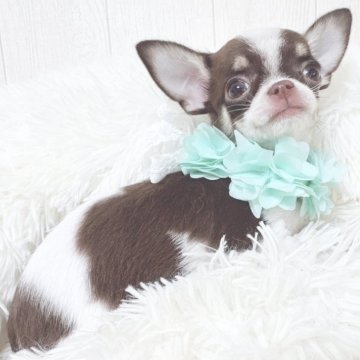 チワワ(スムース)【大阪府・男の子・2025年8月18日・ホワイト&チョコレートタン】の写真「キレイなカラーの男の子♡」