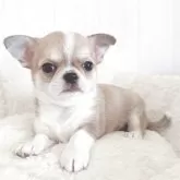 チワワ(スムース)