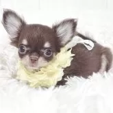 チワワ(ロング)