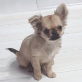 チワワ(ロング)