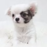 チワワ(ロング)【大阪府・男の子・2025年7月31日・ホワイト&フォーン】の写真3