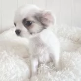 チワワ(ロング)【大阪府・男の子・2025年7月31日・ホワイト&フォーン】の写真7