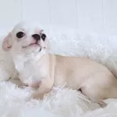 チワワ(スムース)【大阪府・女の子・2025年4月23日・レッド&ホワイト】の写真7