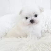 チワマル(チワワ×マルチーズ)【大阪府・男の子・2025年7月1日・ホワイト&クリーム】の写真8
