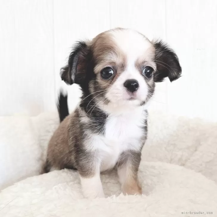 ちゃっぴー 様のお迎えした子犬