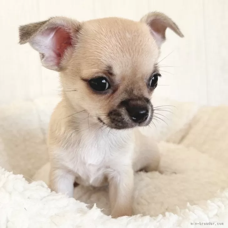 IH 様のお迎えした子犬
