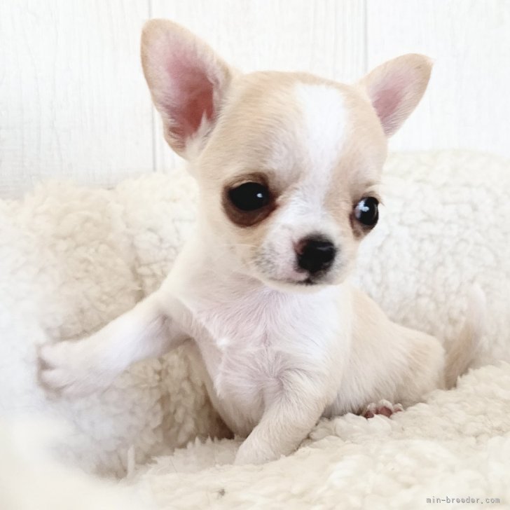 Y.K 様のお迎えした子犬