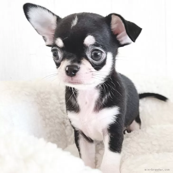 ちかべ 様のお迎えした子犬