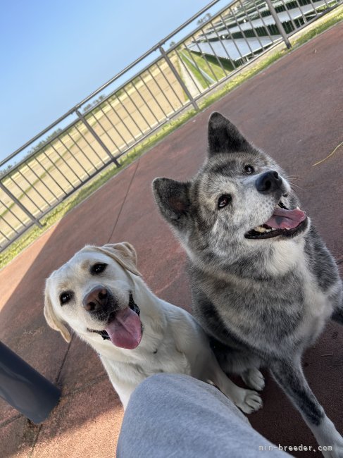 犬も歩けばタカハシにあたる　 生きる勇気がわいてくるビタミン毒本　高橋章子 犬も歩けばタカハシにあたる 生きる勇気がわいてくるビタミン毒