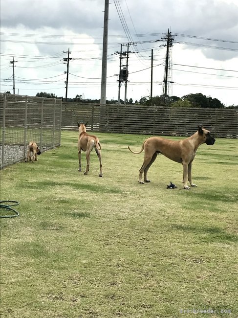 犬達の運動場｜古谷　美子(ふるや　よしこ)ブリーダー(千葉県・グレートデン・JKC登録)の紹介写真5