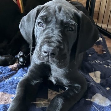グレートデン【千葉県・女の子・2023年4月15日・ブラック】の写真「骨格がしっかりした希少なピュアブラックです。」