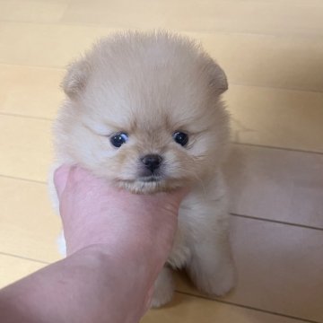 ポメラニアン【千葉県・男の子・2025年5月14日・クリームよりのオレンジ】の写真「小さいサイズの可愛いお顔💕」