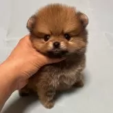 ポメラニアン