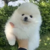 ポメラニアン
