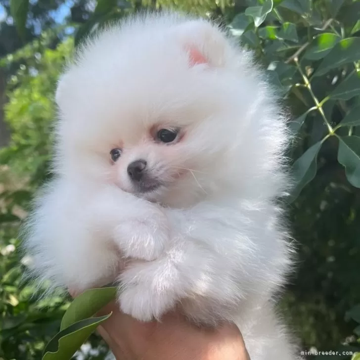ID:2407-06361の子犬