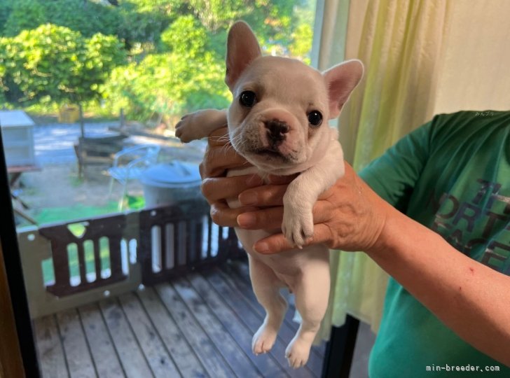 山内　絵理果(やまうち　えりか)ブリーダー(愛媛県・フレンチブルドッグ・JKC登録)の紹介写真2