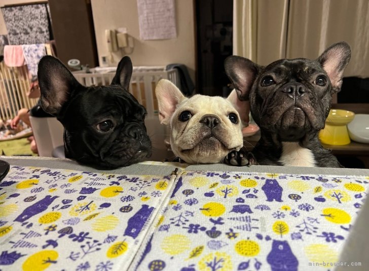 山内　絵理果(やまうち　えりか)ブリーダー(愛媛県・フレンチブルドッグ・JKC登録)の紹介写真6