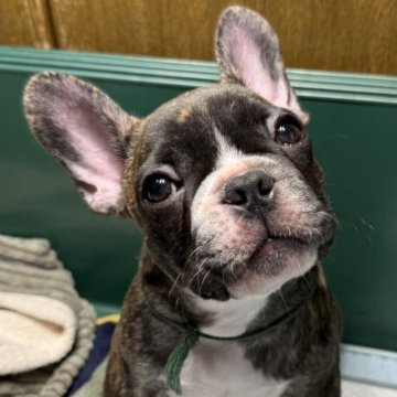 フレンチブルドッグ【愛媛県・男の子・2025年6月10日・タイガーブリンドル】の写真「★レッド系タイガーブリンドル★クレジット決済可能」