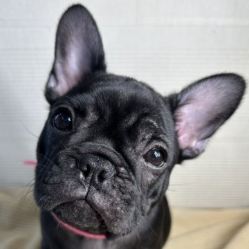 フレンチブルドッグ【愛媛県・男の子・2026年1月11日・ブリンドル】の写真「遠方の方、交通費実質無料★詳細お問い合わせください」