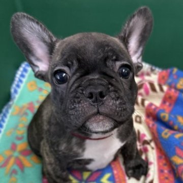 フレンチブルドッグ【愛媛県・男の子・2025年6月10日・タイガーブリンドル】の写真「★遠方からお越しの方、送迎いたします★」
