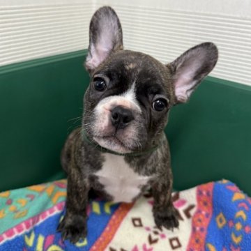 フレンチブルドッグ【愛媛県・男の子・2025年6月10日・タイガーブリンドル】の写真「遠方の方、送迎いたしますのお気軽にご相談ください★」