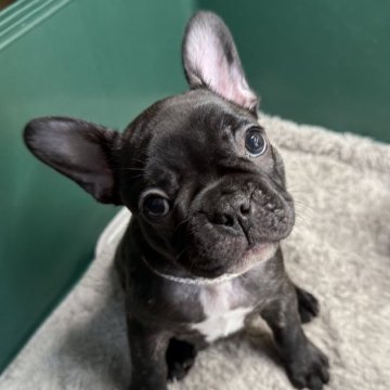 フレンチブルドッグ【愛媛県・女の子・2025年6月10日・ブリンドル】の写真「遠方の方、送迎いたしますのでご相談ください★」