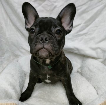 フレンチブルドッグ【愛媛県・女の子・2023年12月17日・ブリンドル】の写真「むっちり丸みのあるボディ(^^)　」