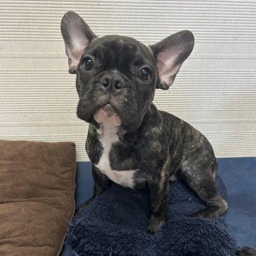 フレンチブルドッグ【愛媛県・男の子・2023年12月22日・ブリンドル 】の写真「かまってちゃんな男の子です(^^)」