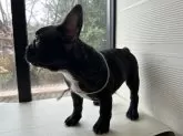 フレンチブルドッグ【愛媛県・男の子・2023年12月17日・ブリンドル】の写真3