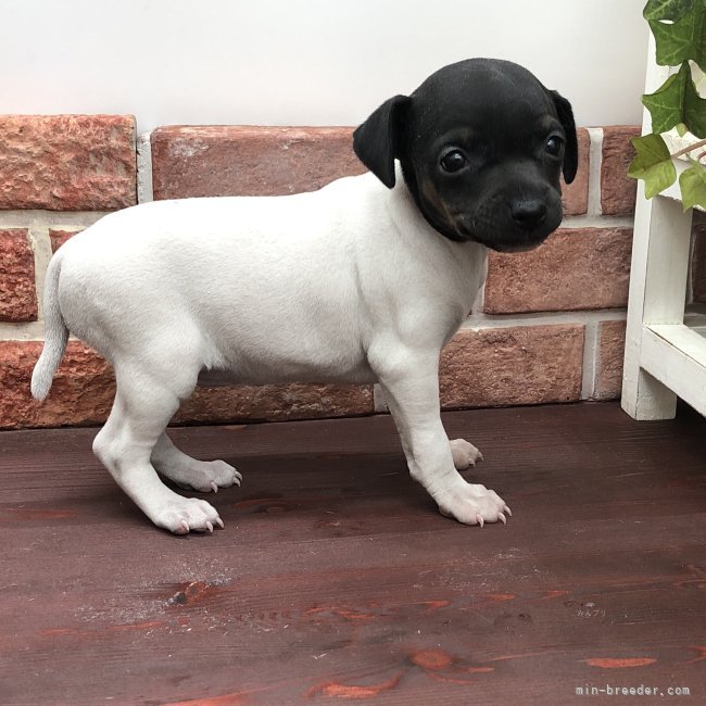 尾崎　俊秀(おざき　としひで)ブリーダー(宮崎県・カニンヘンダックスフンド(ロング)など・JKC登録)の紹介写真3