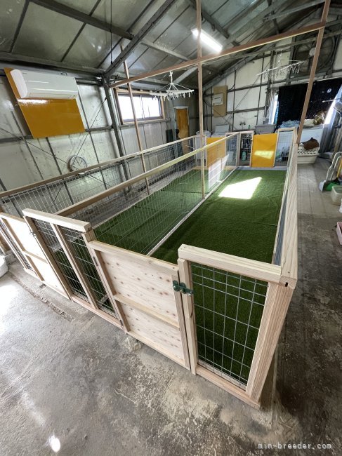 尾崎　俊秀(おざき　としひで)ブリーダー(宮崎県・カニンヘンダックスフンド(ロング)など・JKC登録)の紹介写真6