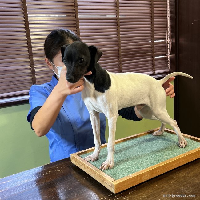 尾崎　俊秀(おざき　としひで)ブリーダー(宮崎県・カニンヘンダックスフンド(ロング)など・JKC登録)の紹介写真9