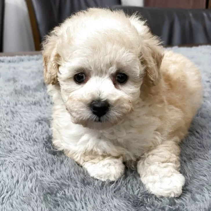 トイプードル(トイ)【宮崎県・女の子・2025年9月8日・クリーム】の写真1