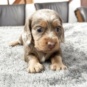 カニンヘンダックスフンド(ロング)【宮崎県・女の子・2025年9月7日・チョコダップル】の写真「3姉妹のチョコダップルになります。」