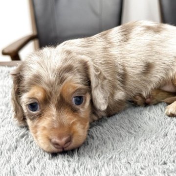 カニンヘンダックスフンド(ロング)【宮崎県・女の子・2025年9月7日・イザベラダップル】の写真「イザベラダップル色のカーニヘン女の子です。」