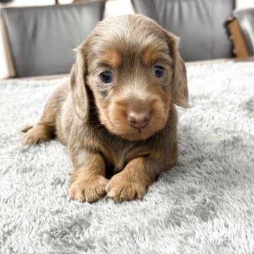 カニンヘンダックスフンド(ロング)【宮崎県・女の子・2025年9月7日・イザベラタン】の写真「珍しいイザベラタン」