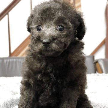 トイプードル(トイ)【宮崎県・女の子・2025年9月8日・シルバー】の写真「おチビさんで活発なマイペースな女の子」