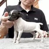 日本テリア
