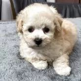 トイプードル(トイ)【宮崎県・女の子・2025年9月8日・クリーム】の写真1