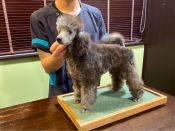 タイニープードル【・男の子・2021年1月9日・シルバー】「銀ちゃんです」