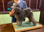 タイニープードル【・男の子・2021年1月9日・シルバー】