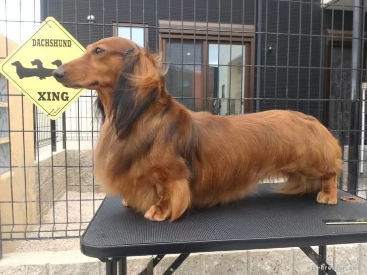 スタンダードダックスフンド(ロング)【京都府・男の子・2024年9月10日