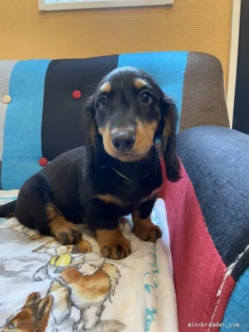 ID：2006-02392の子犬