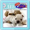 フレンチブルドッグ【大阪府・男の子・2025年7月8日・クリーム(※可愛い見た目と良くマッチしています✨)】の写真8「衛生管理上、ペットご同伴のご見学や他ペットショップ等に立ち寄り後のご訪問はご遠慮ください！」