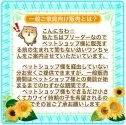 チワワ(ロング)【大阪府・女の子・2025年8月11日・セーブル&ホワイト(鮮やかなフォーンセーブルの子)】の写真11「ご質問お問合せはご遠慮なくお気軽にお声掛けくださいね( ´∀｀)」