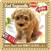 タイニープードル【大阪府・男の子・2025年9月16日・レッドフォーン(1番人気の鮮やかな赤毛ちゃんです)】の写真11「ご質問お問合せはご遠慮なくお気軽にお声掛けくださいo(^▽^)o」