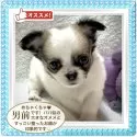 チワワ(ロング)【大阪府・男の子・2025年8月20日・ブラウン&ホワイト/煎りたてのコーヒー豆とミルク色】の写真11「ご見学は、🈳状況をご確認の上ご予約されてからお越しくださいませ。」