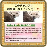 フレンチブルドッグ【大阪府・男の子・2025年4月25日・クリーム⭐️まるでタンポポの綿毛のようでーす⭐️】の写真11「🟥早く保育室を空けなければなりませんので、特に可愛い子を厳選のうえ期間限定大特価でご案内中です‼️」